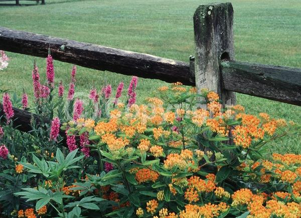 Red blooms; Orange blooms; Yellow blooms; Deciduous; North American Native