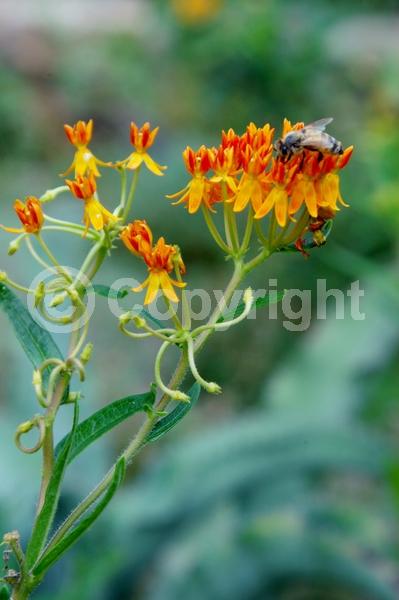 Red blooms; Orange blooms; Yellow blooms; Deciduous; North American Native