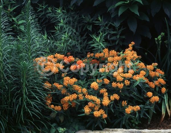 Red blooms; Orange blooms; Yellow blooms; Deciduous; North American Native
