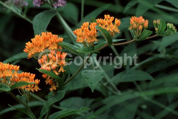 Red blooms; Orange blooms; Yellow blooms; Deciduous; North American Native