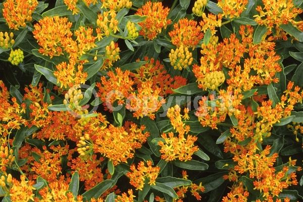 Red blooms; Orange blooms; Yellow blooms; Deciduous; North American Native