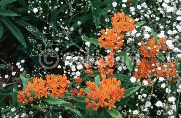 Red blooms; Orange blooms; Yellow blooms; Deciduous; North American Native