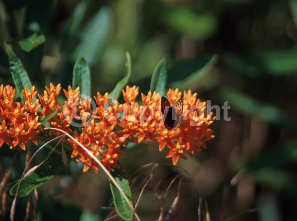 Red blooms; Orange blooms; Yellow blooms; Deciduous; North American Native