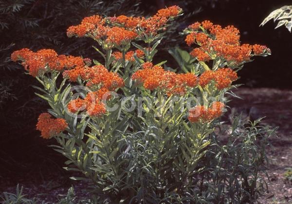 Red blooms; Orange blooms; Yellow blooms; Deciduous; North American Native