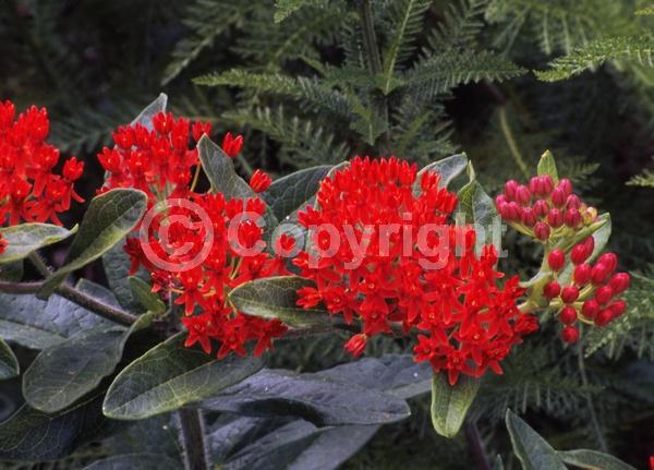 Red blooms; Orange blooms; Yellow blooms; Deciduous; North American Native