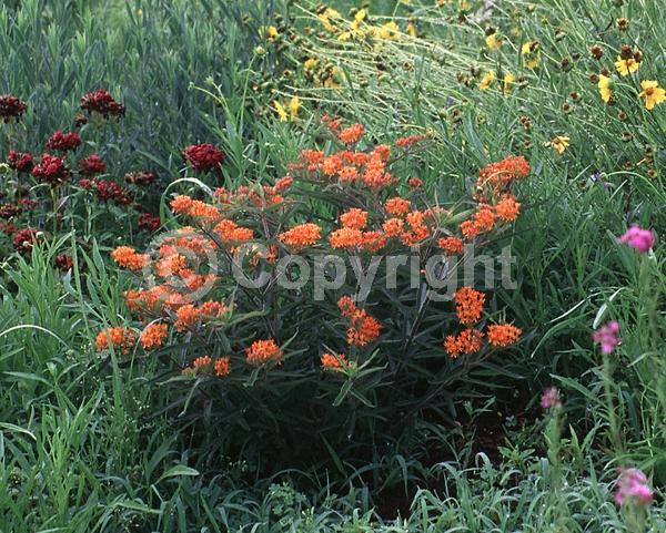 Red blooms; Orange blooms; Yellow blooms; Deciduous; North American Native