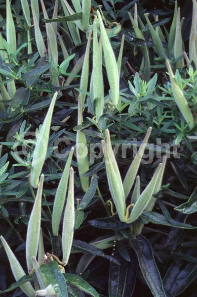 Red blooms; Orange blooms; Yellow blooms; Deciduous; North American Native