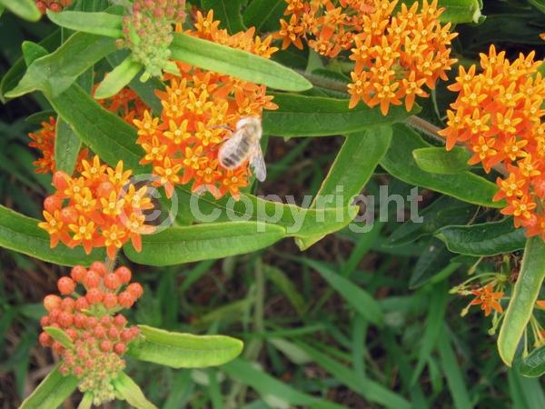 Red blooms; Orange blooms; Yellow blooms; Deciduous; North American Native