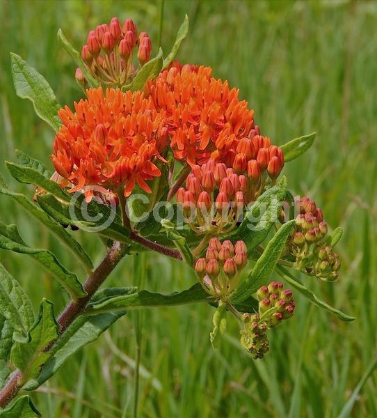Red blooms; Orange blooms; Yellow blooms; Deciduous; North American Native