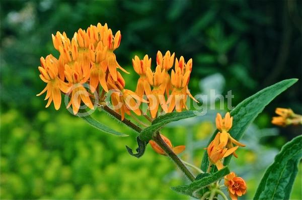 Red blooms; Orange blooms; Yellow blooms; Deciduous; North American Native