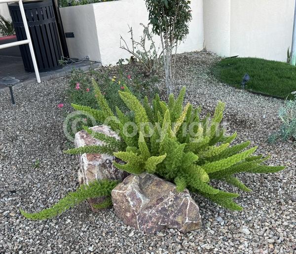 White blooms; Evergreen; Broadleaf