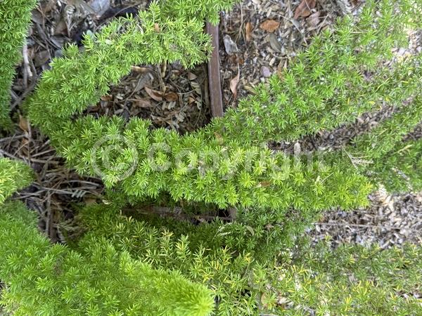 White blooms; Evergreen; Broadleaf