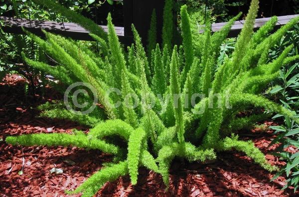 White blooms; Evergreen; Broadleaf