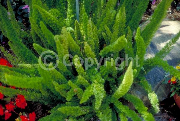 White blooms; Evergreen; Broadleaf