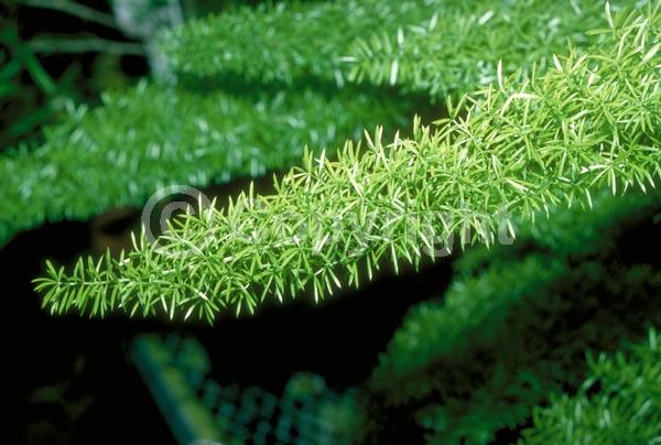 White blooms; Evergreen; Broadleaf