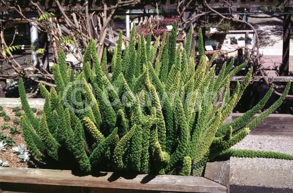 White blooms; Evergreen; Broadleaf