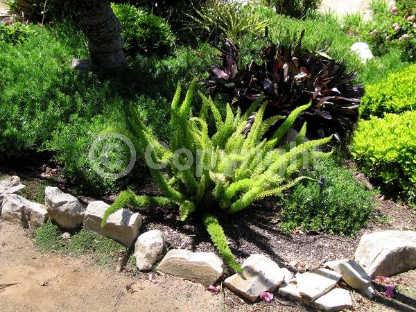 White blooms; Evergreen; Broadleaf