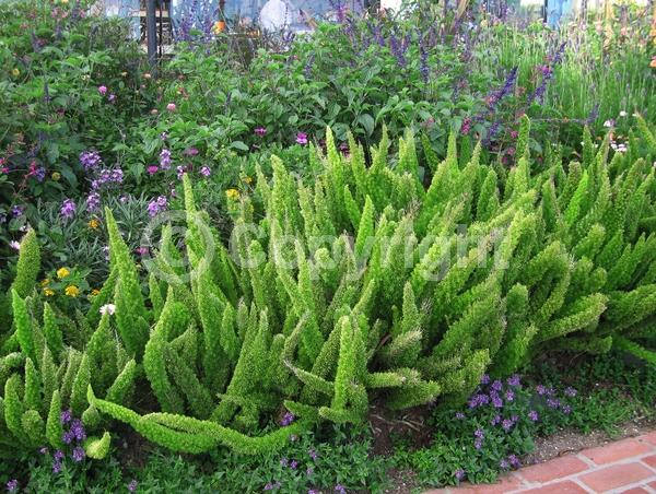 White blooms; Evergreen; Broadleaf