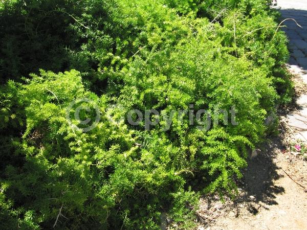 White blooms; Evergreen; Needles or needle-like leaf