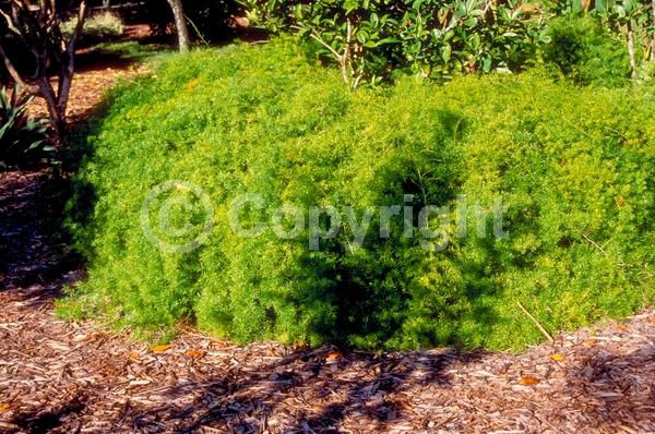 White blooms; Evergreen; Needles or needle-like leaf