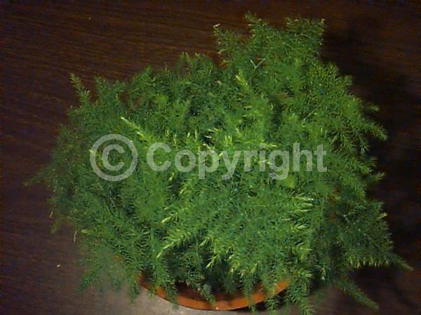 White blooms; Evergreen; Broadleaf