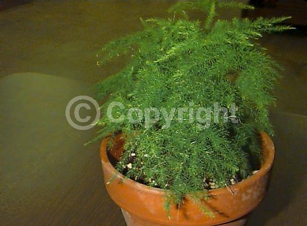 White blooms; Evergreen; Broadleaf