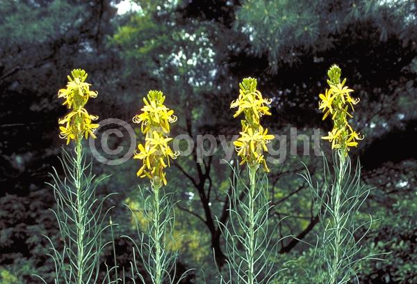 Yellow blooms; Deciduous; Broadleaf