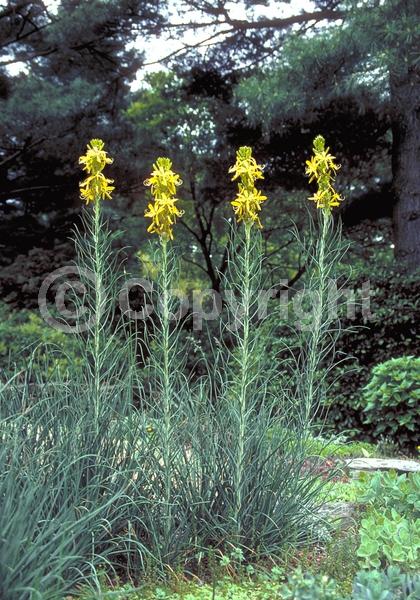 Yellow blooms; Deciduous; Broadleaf