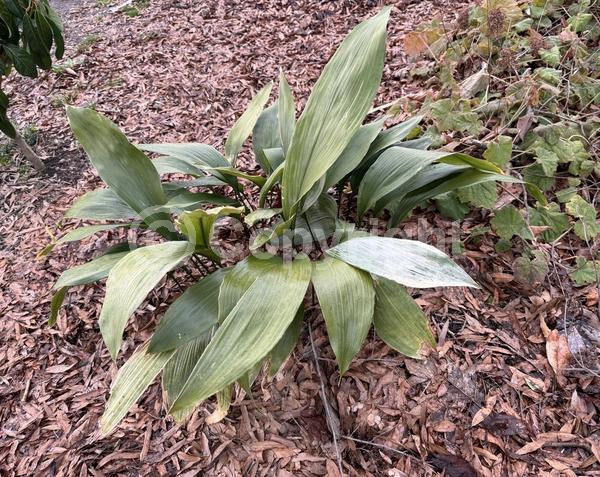 Purple blooms; Brown blooms; Evergreen; Needles or needle-like leaf