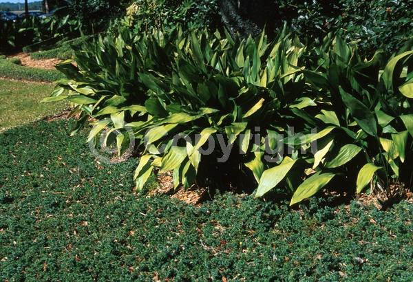 Purple blooms; Brown blooms; Evergreen; Needles or needle-like leaf