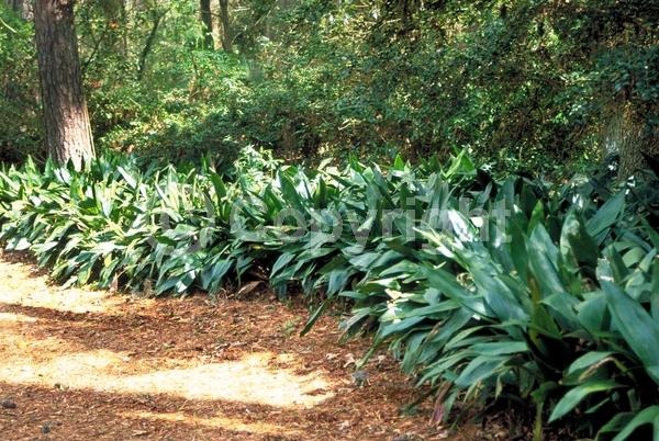 Purple blooms; Brown blooms; Evergreen; Needles or needle-like leaf
