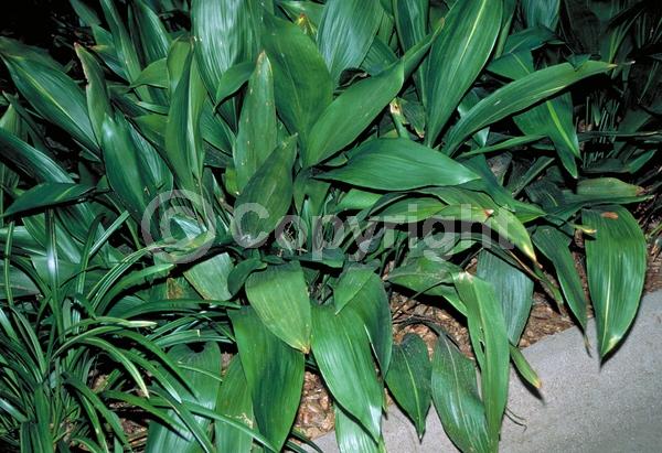 Purple blooms; Brown blooms; Evergreen; Needles or needle-like leaf