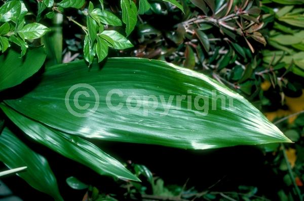 Purple blooms; Brown blooms; Evergreen; Needles or needle-like leaf