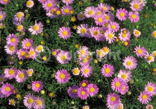 Blue blooms; White blooms; Pink blooms; Lavender blooms; Deciduous; Broadleaf