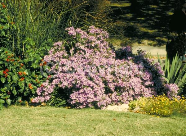 Blue blooms; White blooms; Pink blooms; Lavender blooms; Deciduous; Broadleaf