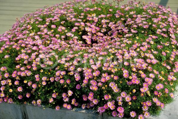 Blue blooms; White blooms; Pink blooms; Lavender blooms; Deciduous; Broadleaf