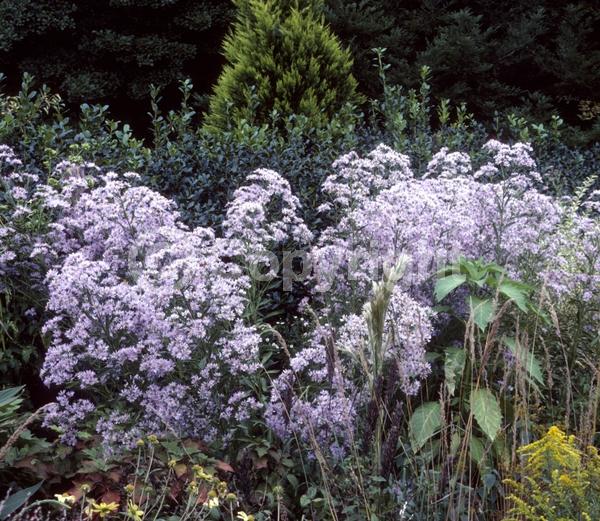 Blue blooms; Lavender blooms; Deciduous; Broadleaf