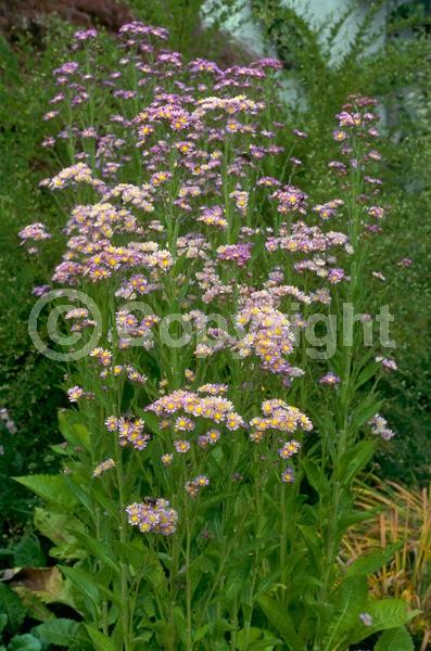 Blue blooms; Lavender blooms; Deciduous; Broadleaf