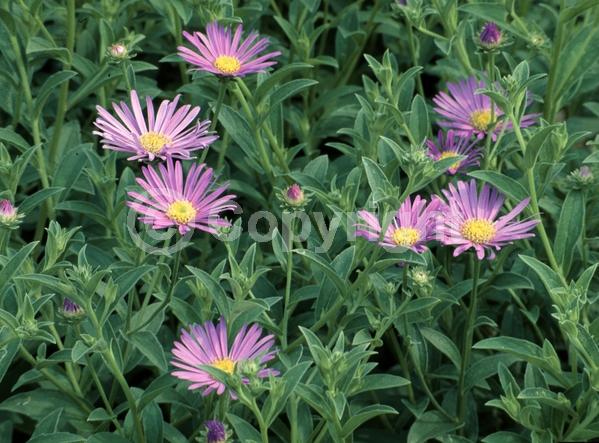Blue blooms; Deciduous; Broadleaf