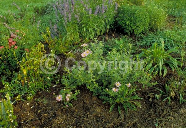 Lavender blooms; Deciduous; Broadleaf