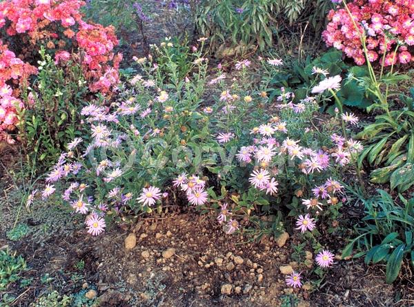 Lavender blooms; Deciduous; Broadleaf