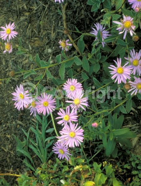 Lavender blooms; Deciduous; Broadleaf