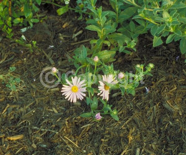 Lavender blooms; Deciduous; Broadleaf