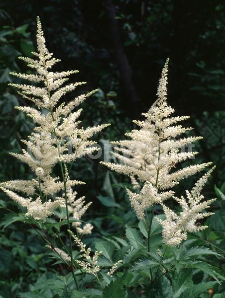 Yellow blooms; White blooms; Deciduous; North American Native