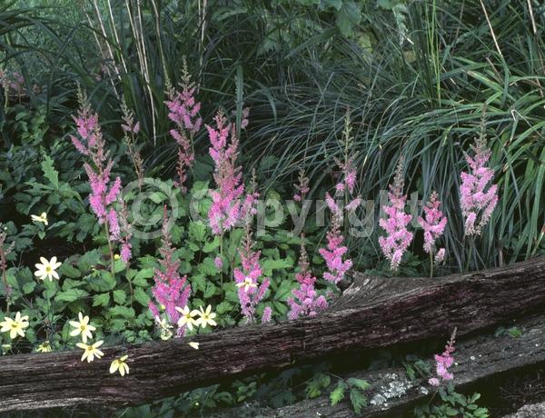 Pink blooms; Deciduous; Broadleaf