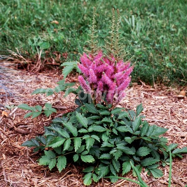 Pink blooms; Deciduous; Broadleaf