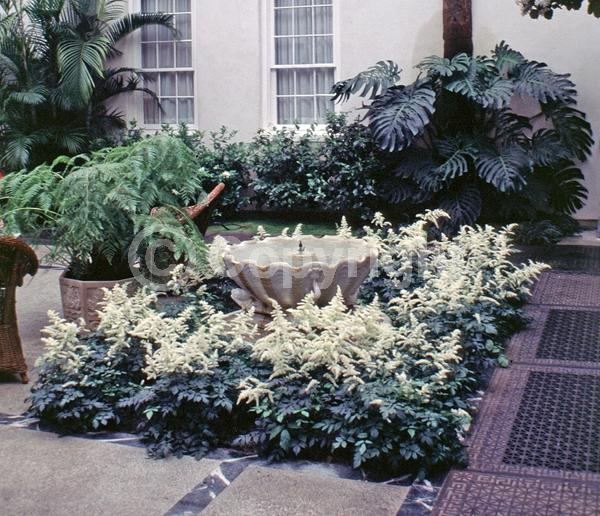 White blooms; Pink blooms; Deciduous; Broadleaf