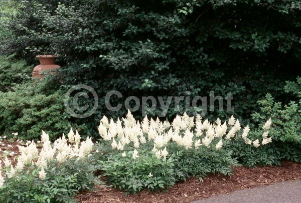 White blooms; Deciduous; Broadleaf