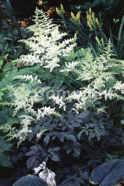 White blooms; Deciduous; Broadleaf