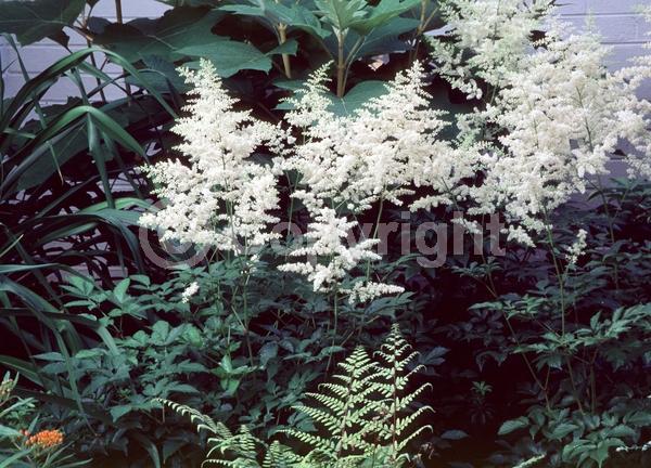 White blooms; Deciduous; Broadleaf